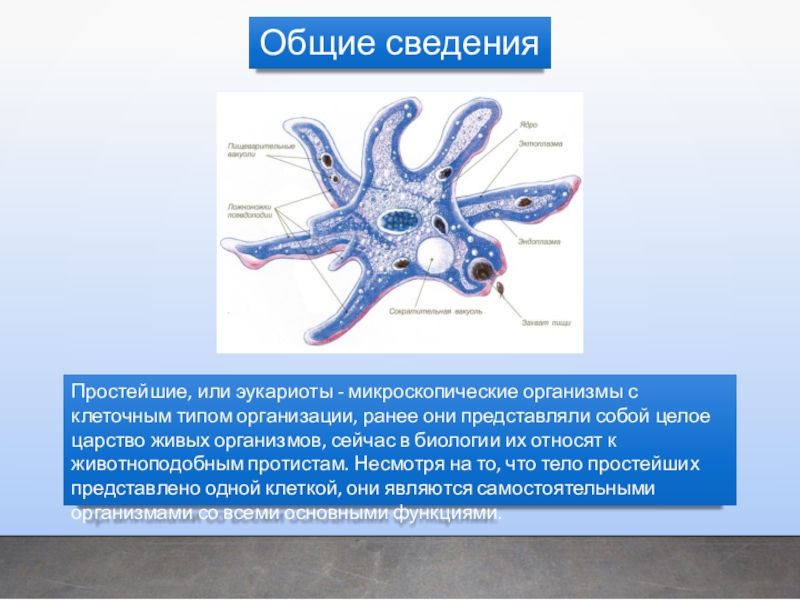 Простейшие биология 8. Простейшие эукариоты это. Информация о простейших. Простейшие биология 5 класс. Основные сведения простейших.