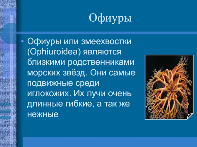ОфиурыОфиуры или змеехвостки (Ophiuroidea) являются близкими родственниками морских звёзд. Они самые подвижные среди иглокожих. Их лучи очень