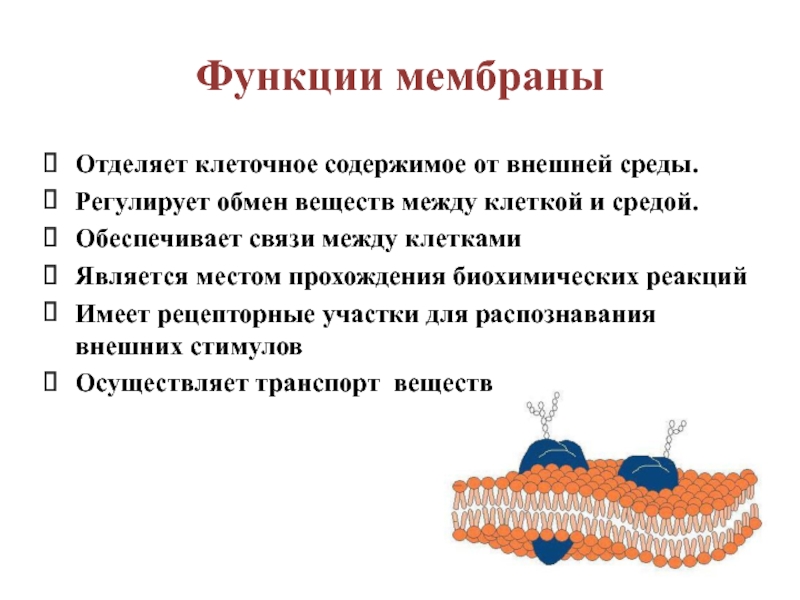 Изображенная на рисунке структура клетки обладающая полупроницаемостью представляет собой