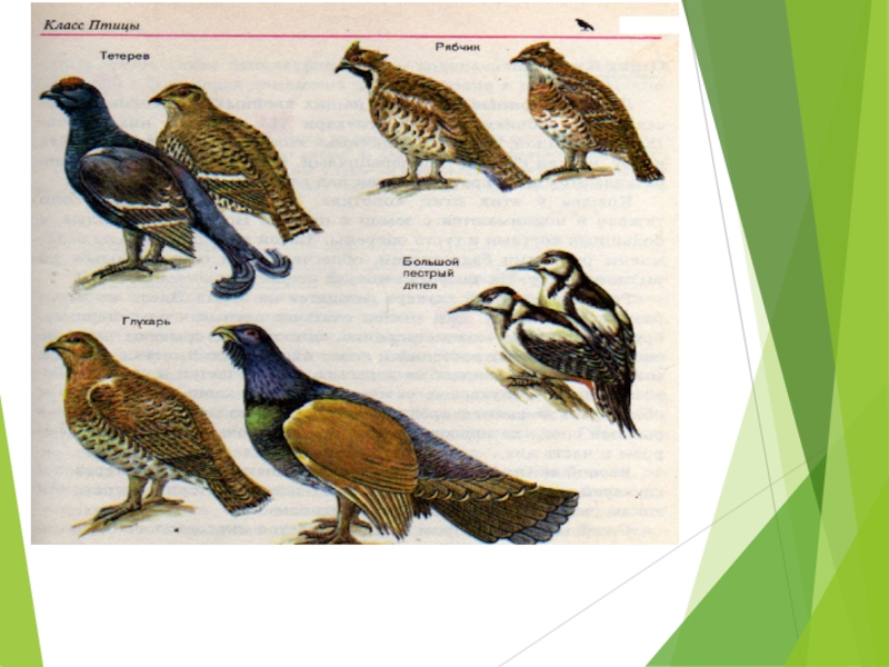 Разнообразие птиц презентация. Многообразие птиц. Многообразие птиц Тюменской области. Многообразие птиц и их значение Птицеводство. Разнообразие птиц картинки.