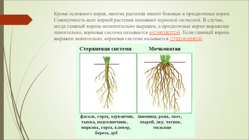 Будет ли корни 3. Строение пшеницы придаточный корень. Мочковатая корневая система пшеницы. Корневая система ржи и фасоли. Тип корневой системы у фасоли.