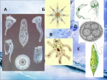 Презентация к уроку Многообразие и значение простейших