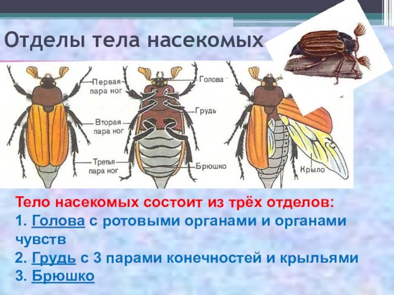 Какую форму тела имеет. Внешнее строение насекомого отделы тела. Тело насекомых состоит из. Тело насекомых состоит из отделов. Насекомые строение тела насекомых.