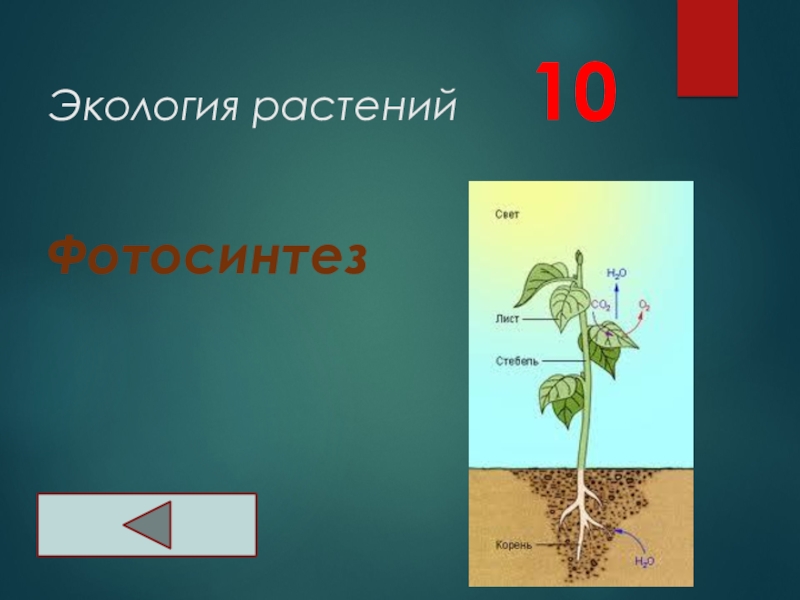 Экология растений   10Фотосинтез