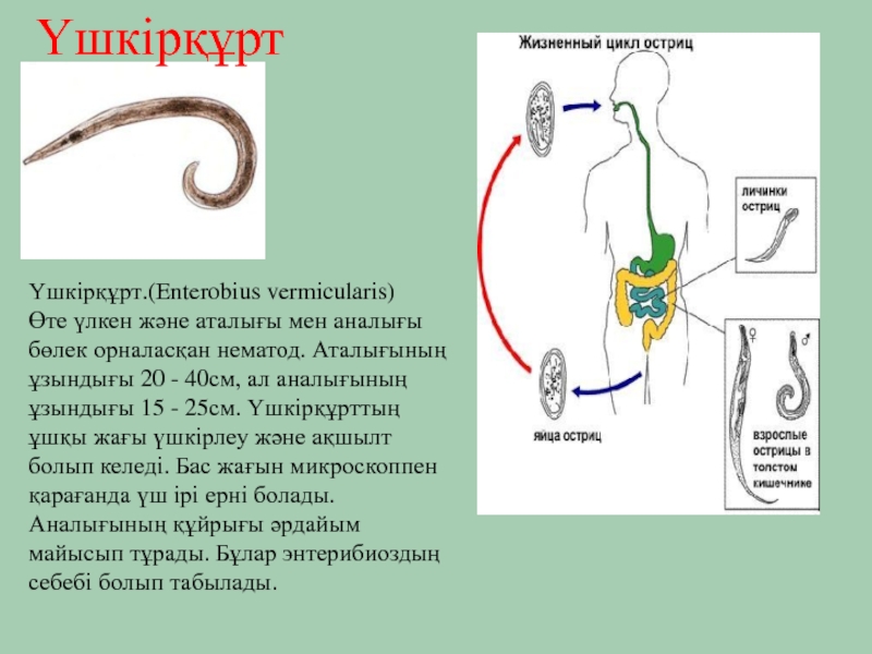 Жизненный цикл острицы схема