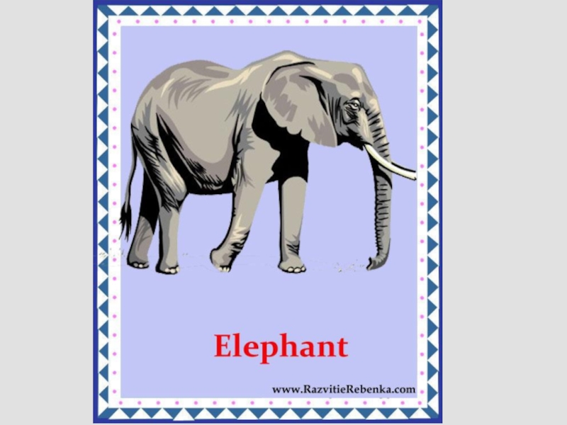 Elephant перевести. Слон по английскому. Карточка по английскому слон. Картинки животных для детей. Карточки животные для детей слон.