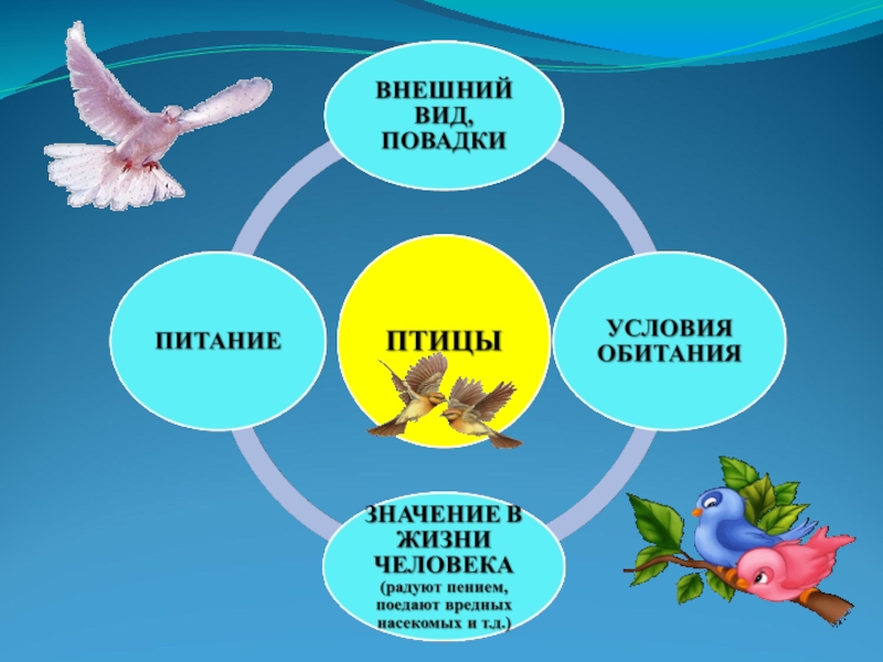 Имена для птиц. Клички для птиц. Клички для птичек. Имена для птиц мальчиков. Красивые имена для птиц.