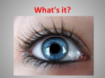 Разработка презентаций к уроку на английском языке по биологии Строение глаза 8 класс