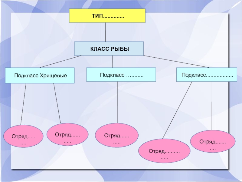 Разновидности классов. Отряды хрящевых рыб. Классификация хрящевых рыб. Подклассы класса рыбы. Класс хрящевые рыбы подкласс.