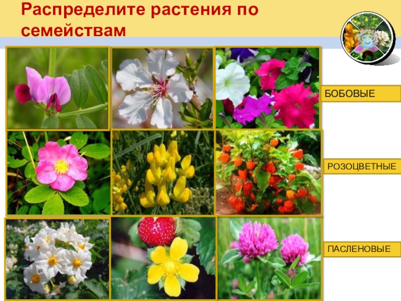 Распределите растения по семействамБОБОВЫЕРОЗОЦВЕТНЫЕПАСЛЕНОВЫЕ
