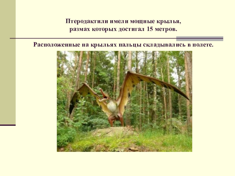 Имела сильный. Размах крыльев птерозавров. Размах крыльев птеродактиля. Прамах крельев птеродактеля. Птеранодон размах крыльев.