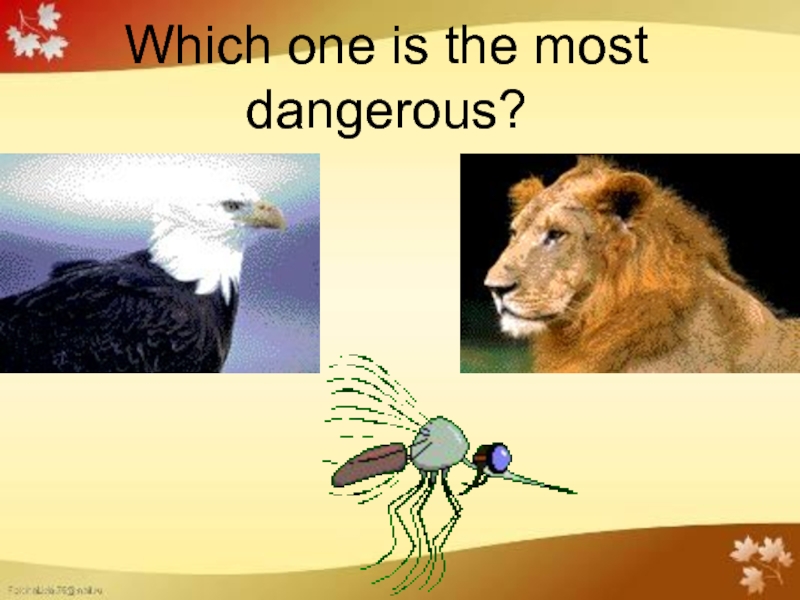 Which one is the most dangerous?
