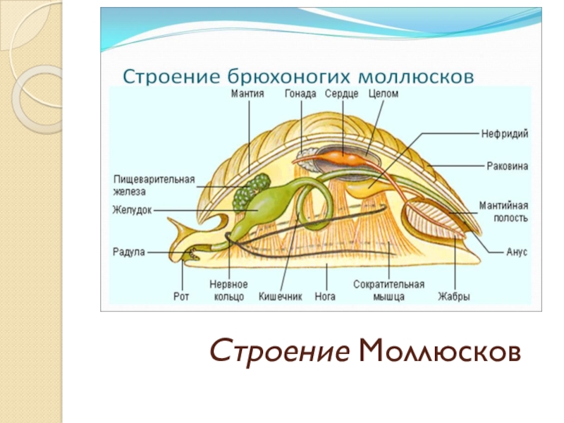 Сосуды мантии моллюска. Класс двустворчатые внутреннее строение. Тип двустворчатые моллюски строение. Внутреннее строение двустворчатых моллюсков. Внутреннее строение моллюска.