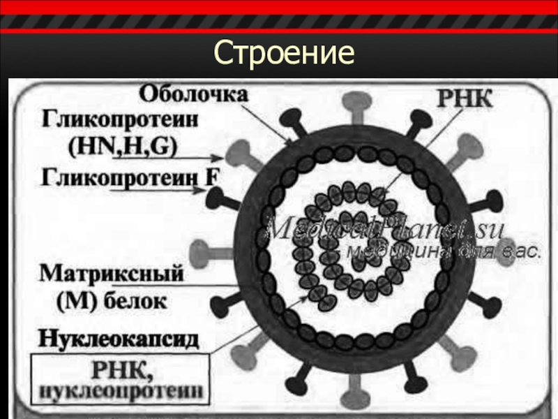 Схема строения парамиксовируса