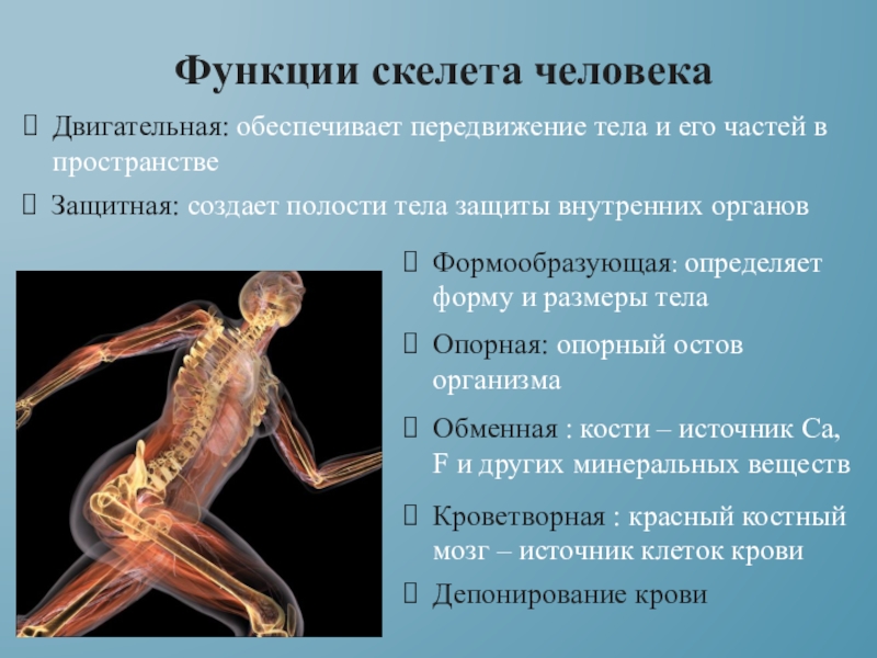 Особенности формы скелета. Основные функции скелета. Строение отделы функции скелета. Функции скелета 8 класс биология. Функции скелета человека анатомия.