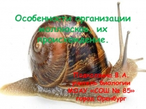 Презентация по биологии на тему Тип Моллюски (7 класс)