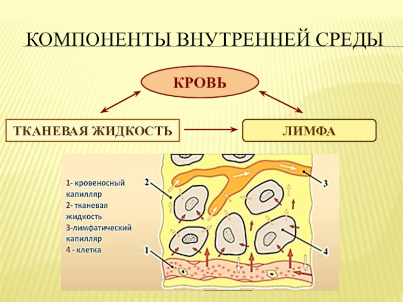 3 элемента цитоплазмы. Жидкие среды организма кровь лимфа тканевая жидкость. Схема превращения жидкостей внутренней среды. Кровь лимфа тканевая жидкость рисунок. Внутренняя среда тканевая жидкость.