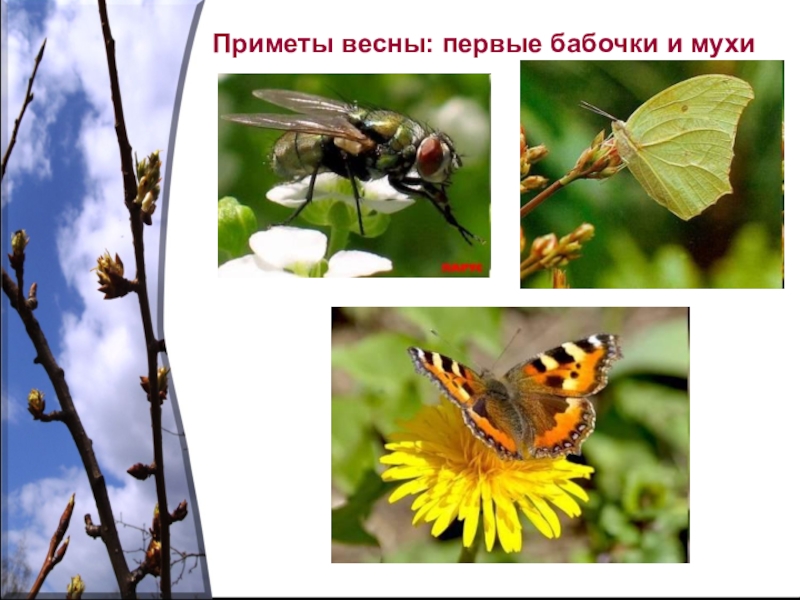 Жизнь насекомых весной. Насекомые весной. Насекомые весной для детей. Просыпаются насекомые. Насекомые весной для дошкольников.