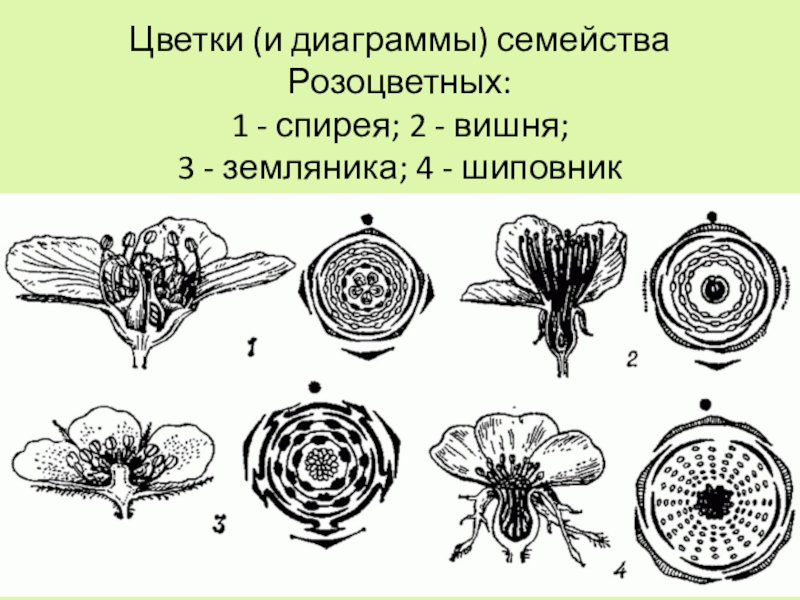 Формула и диаграмма розоцветных