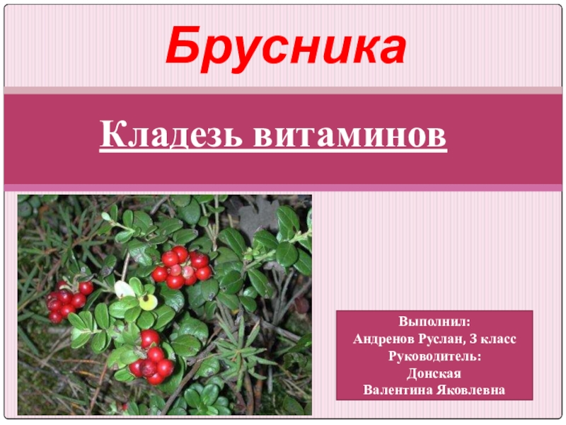 Во саду брусника рассказ. Брусника презентация. Брусника Северная. Сообщение о бруснике. Презентация про бруснику для детей.