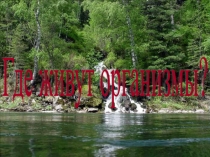 Презентация по природоведению для 5 класса по теме Где живут организмы