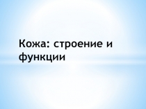 Кожа: строение и функции