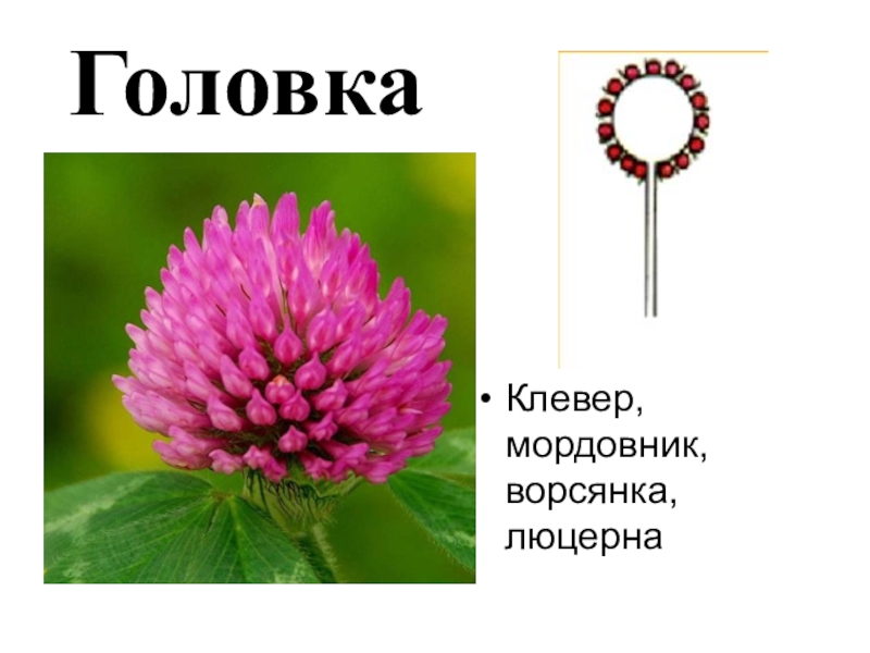 Каких цветов есть головка. Соцветие клевера. Соцветие клевера биология 6 класс. Соцветие люцерны и клевера. Клевер Луговой соцветие.