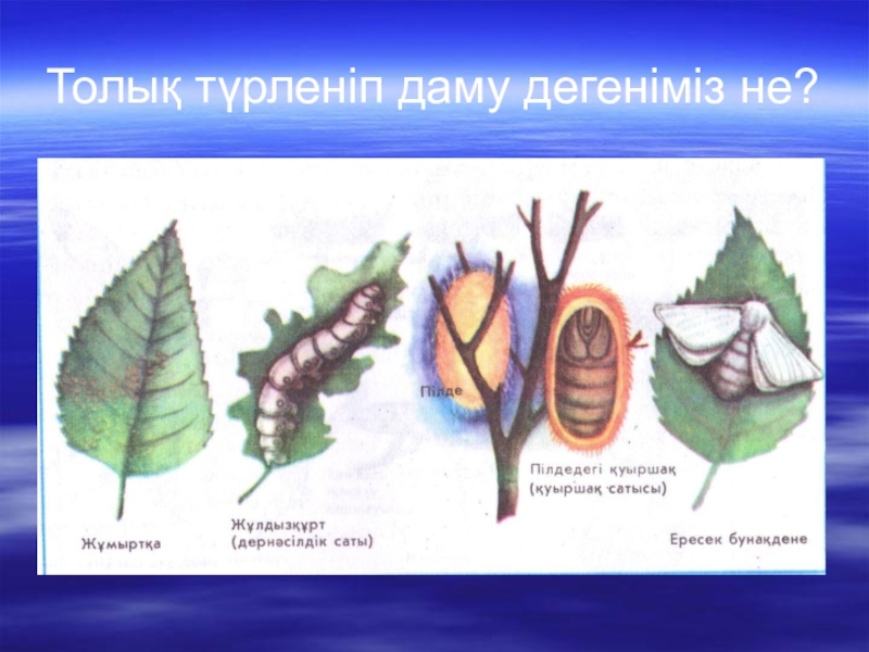 Жануарлардағы онтогенездің тура және жанама типтері презентация