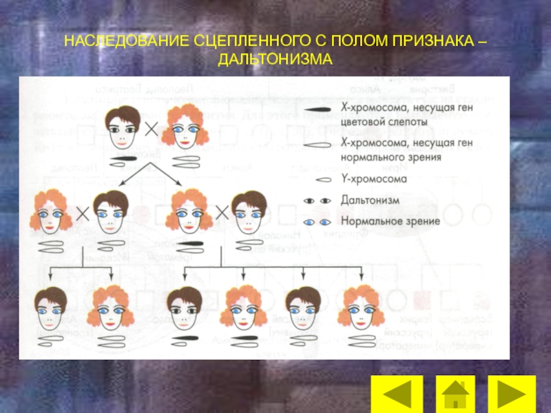 Дальтонизм заболевание сцепленное с полом