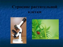 Презентация к уроку по биологии Строение растительной клетки 6 класс