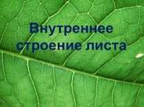 Внутренне строение листа. Урок с элементами презентации