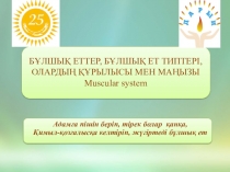 Презентация Strcuture and types of muscles Бұлшық еттер олардың құрылысы, мен маңызы және типтері