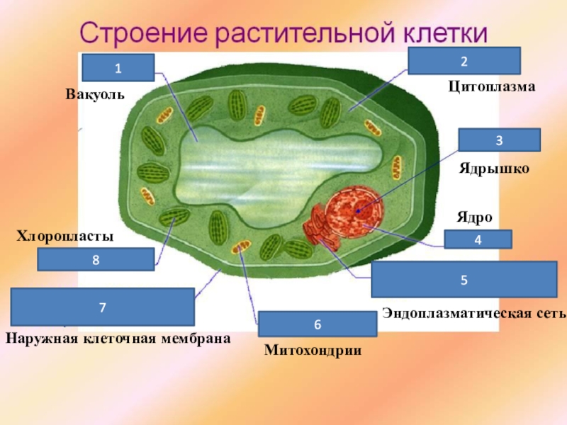 1 строение и жизнедеятельность растительной клетки. Структура клетки растения схема. Строение растительной клетки рисунок 5 класс. Строение растительной клетки 6. Строение клетки растения 6.