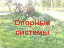 Презентация по биологии на тему Опорные системы