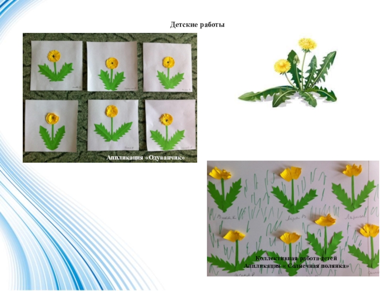 Проект одуванчик в старшей группе