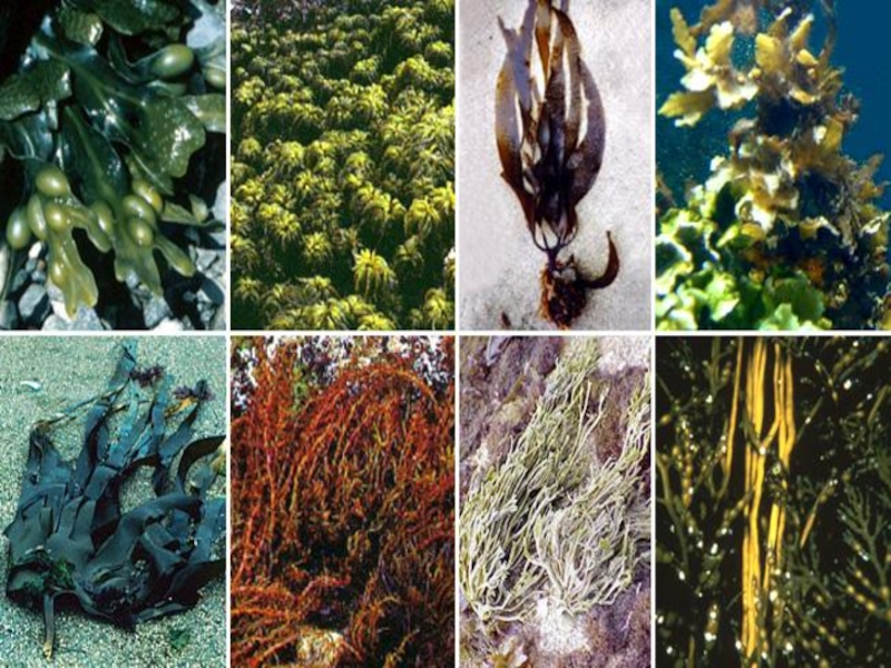 5 водорослей название. Алгин бурых водорослей. Нематофитовые бурые водоросли. Бурые макрофиты. Бурые водоросли белого моря.