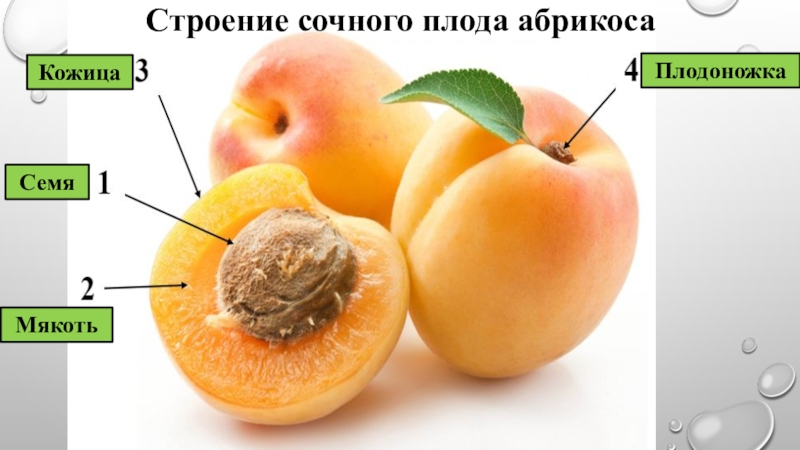 Строение плода абрикоса. Плодоножка, околоплодник, семя.. Строение семени абрикоса. Околоплодник персика. Структуры околоплодника персика