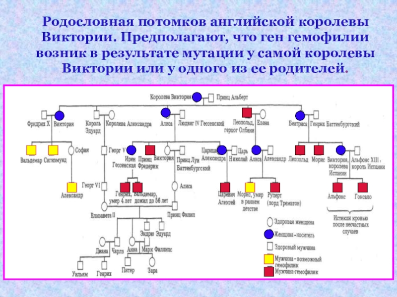 Презентация по биологии гемофилия