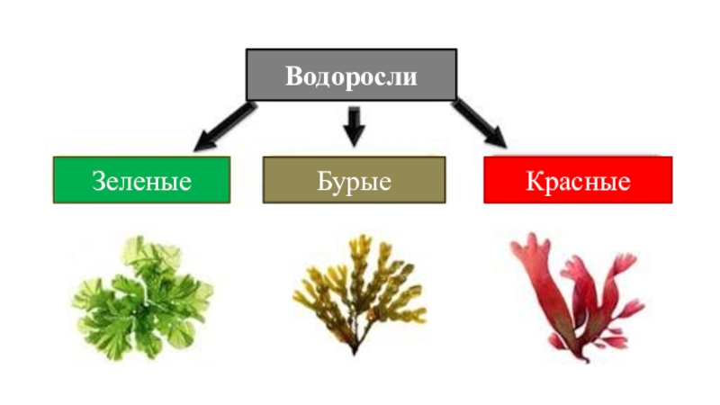 Красные и зеленые водоросли. Водоросли зеленые бурые красные. Зеленые водоросли бурые водоросли красные. Зеленые красные и бурые водоросли 5 класс. Бурые водоросли таблица.