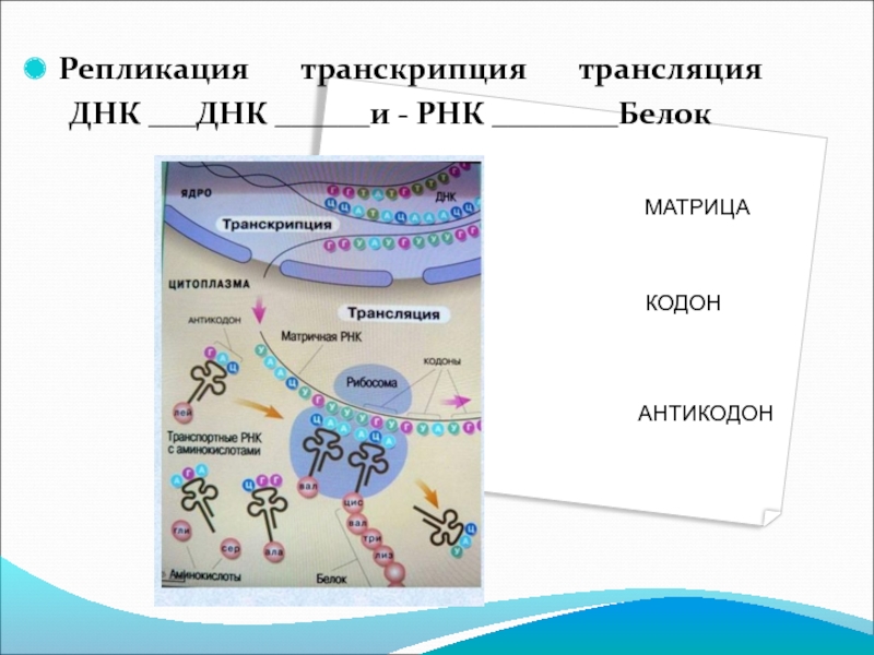 Трансляция. Реакции матричного синтеза репликация транскрипция трансляция. Биосинтез белка репликация транскрипция трансляция. Репликация транскрипция трансляция схема. Биология репликация транскрипция трансляция.