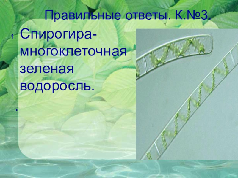 Спирогира многоклеточная. Байкал водоросли спирогиры. Многоклеточная водоросль спирогира. Зеленые водоросли спирогира. Спирогиры на Байкале презентация.