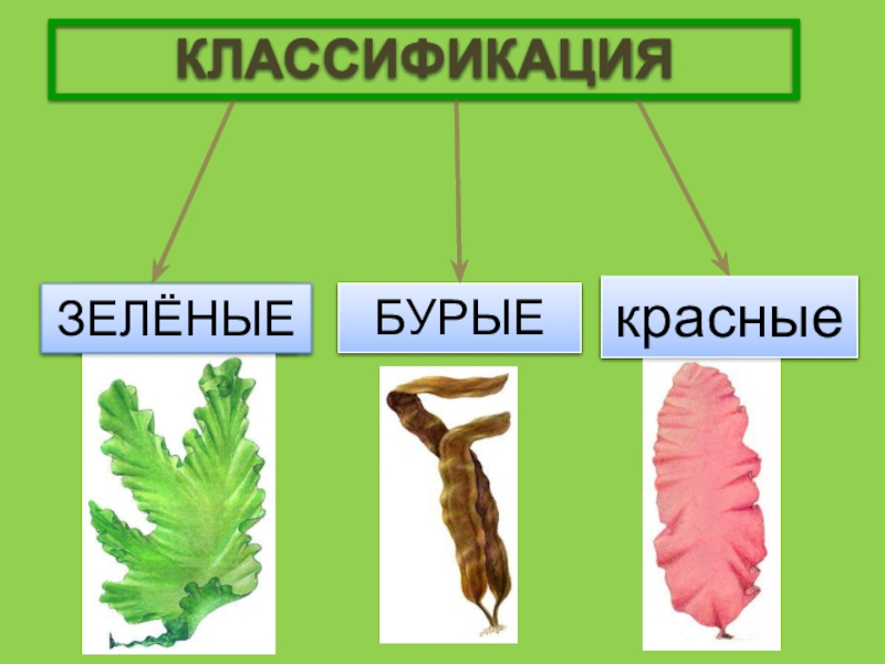 Презентация водоросли 5 класс биология пасечник