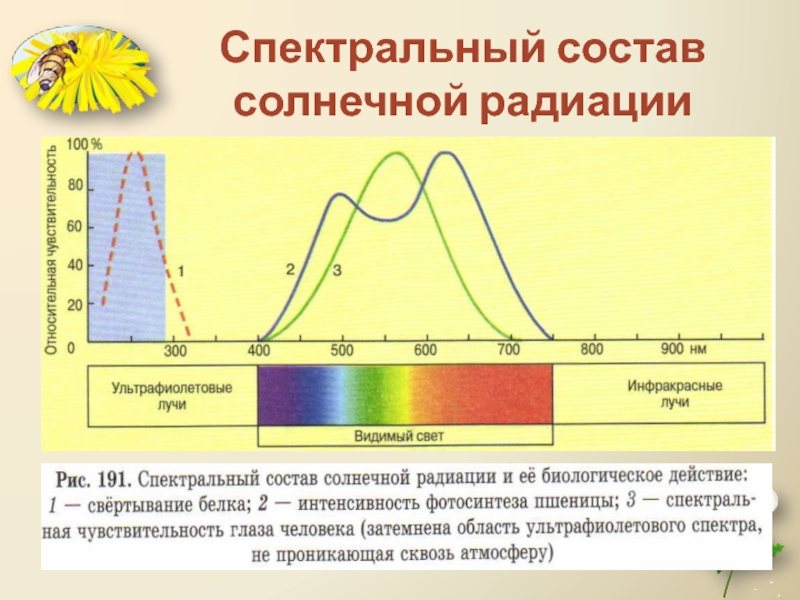 На рисунке представлены два экспериментально полученных графика для спектра солнечного излучения