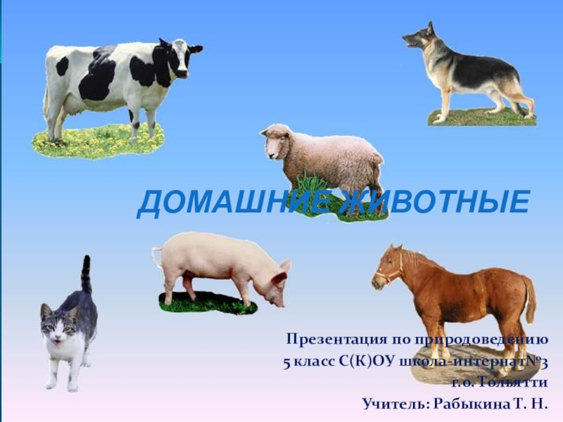 Презентация по природоведению на тему Домашние животные (5 класс) С(К)ОУ
