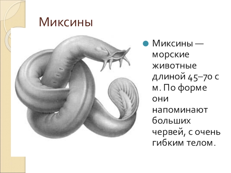 МиксиныМиксины — морские животные длиной 45–70 см. По форме они напоминают больших червей, с очень гибким телом.