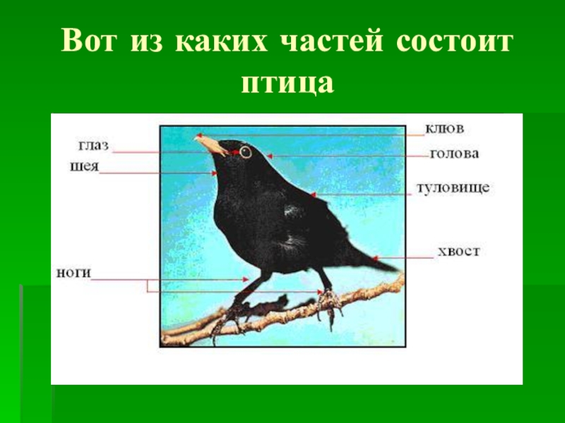 Из чего состоит птица картинки для детей