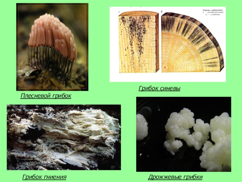 Плесневые грибы презентация биология 5 класс
