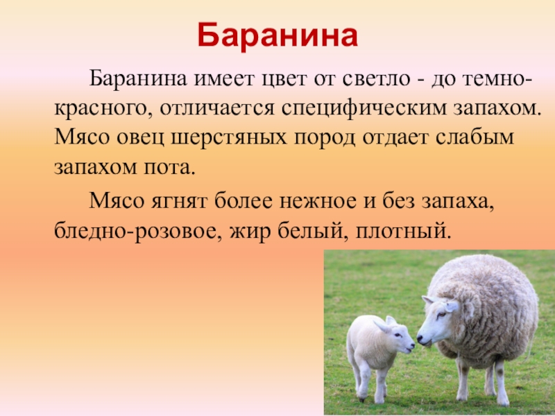 Баранина шерсть. Мясо овцы как называется. Баранина мясо Баранов и овец. Цвет шерсти овец