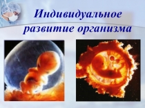 Презентация Онтогенез, 9 класс