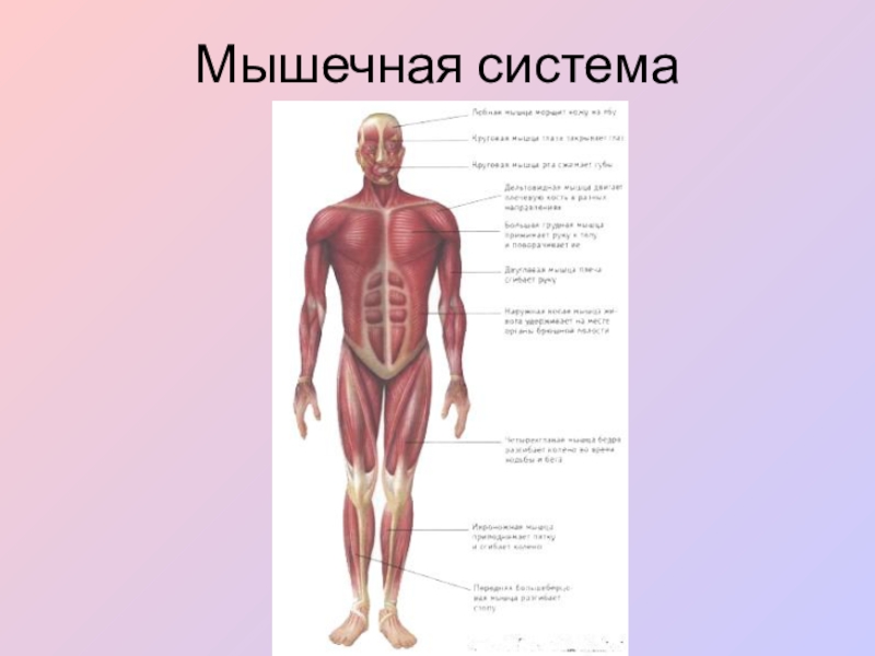 Функциональные системы мышечная система. Мышечная система. Мышечная система человека анатомия. Мышечная система человека схема. Мышечная система 3 класс.